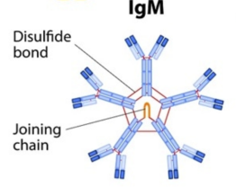 IgM antibody