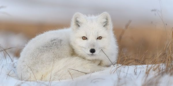 An arctic fox sits curled up in the snow.