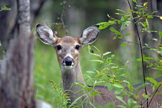 A white tail deer in the forest. It is a close up of its head and the deer is looking straight at the camera