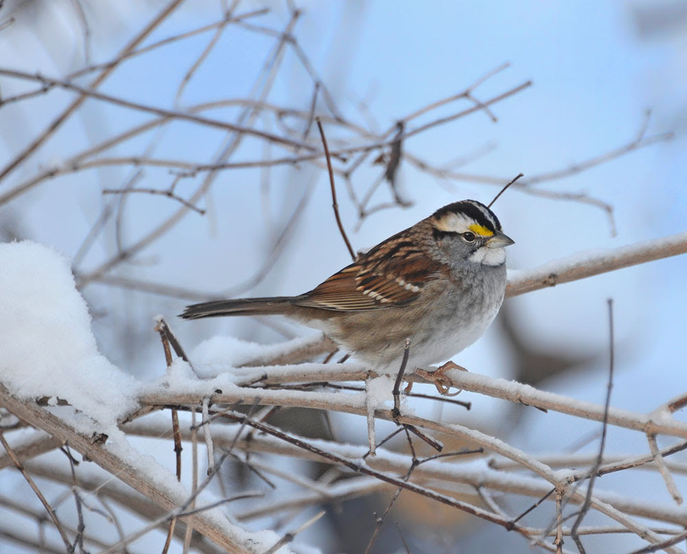The National Wildlife Federation is hosting a Habitat Talk about birds in the winter garden on Saturday.