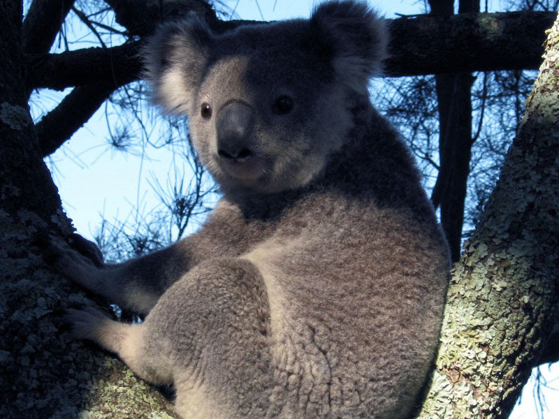 Koala at Hawks Nes