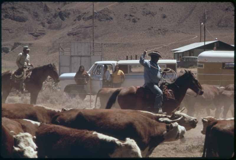 File:SPRING ROUNDUP OF PAIUTE-OWNED CATTLE BEGINS AT SUTCLIFFE PYRAMID LAKE INDIAN RESERVATION. CORALLING AND BRANDING IS... - NARA - 553104 color corrected.tif