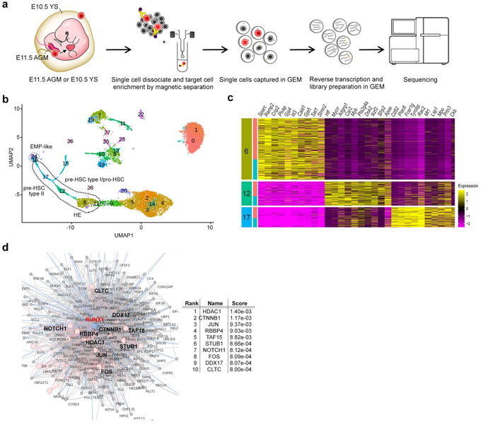 Fig. 1 Single-cell RNA-seq analysis of AGM.