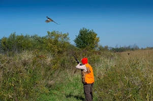 Lori Rogers prepares to shoot at a fleeing pheasant at a recent hunt for newcomers at Pine Hill Kennel and Sportsmen’s Club. hunter prepares to shoot fleeing pheasant