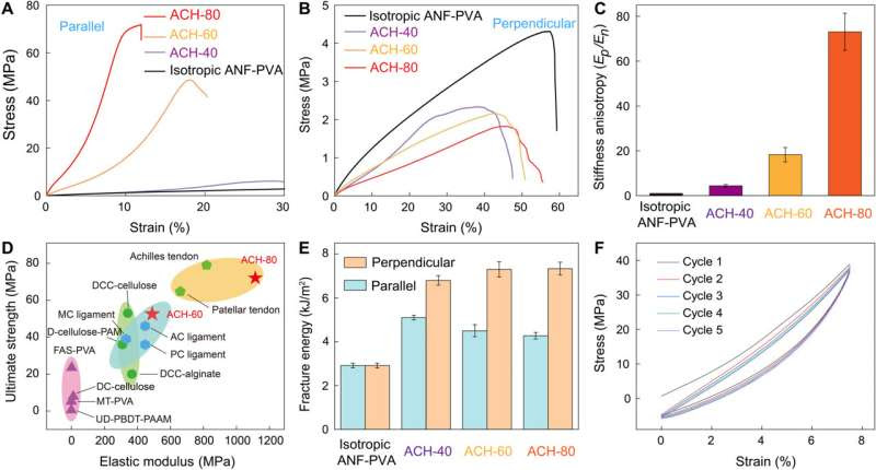 Tissue Engineering - developing bioinspired multi-functional tendon-mimetic hydrogels