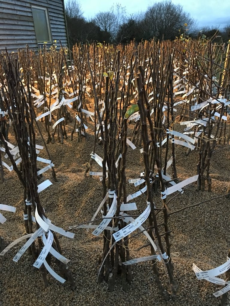 Hundreds of bare-root apple trees waiting to be posted to customers in December.