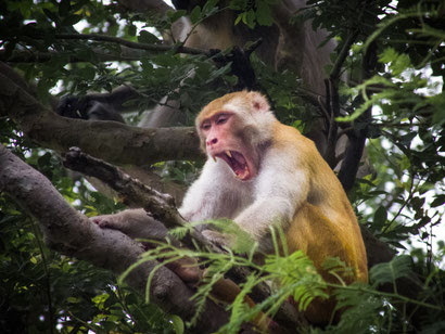 Image result for images of screaming monkeys