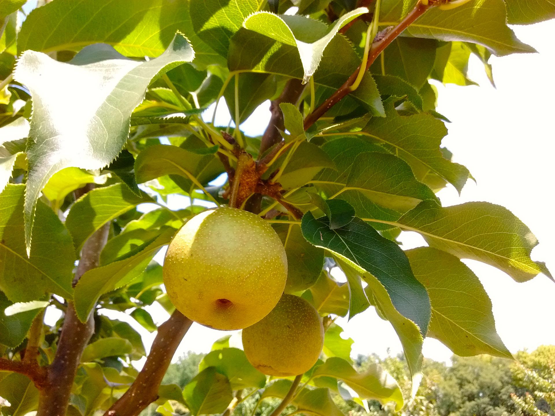 Asian pears (aka ''apple pears'' on a branch