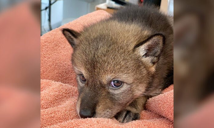 Bystander Saves Lost ‘Puppy’ on Side of the Road, Then Learns It’s Actually a Baby Coyote