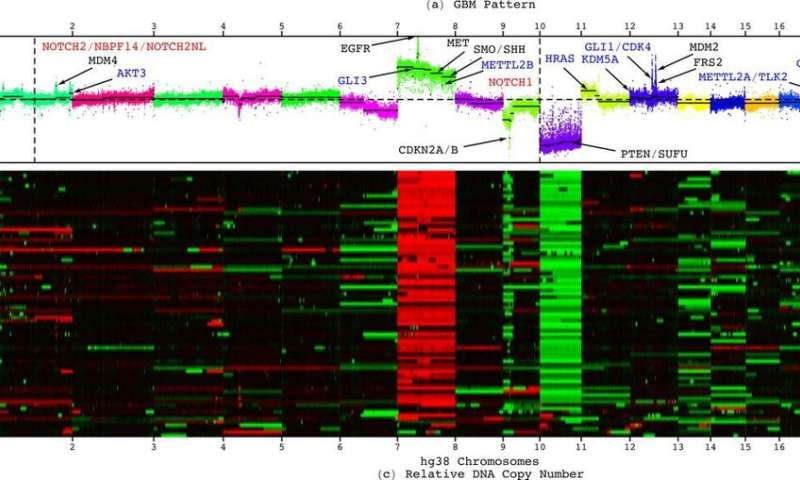 Genome-wide pattern found in tumors from brain cancer patients predicts life expectancy