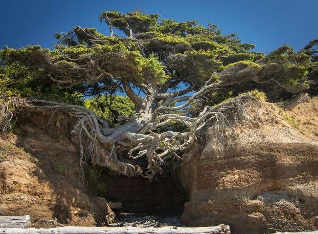 Tree Of Life - Cây sự sống