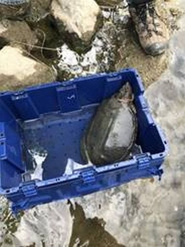 large turtle in blue crate being prepared for release into water