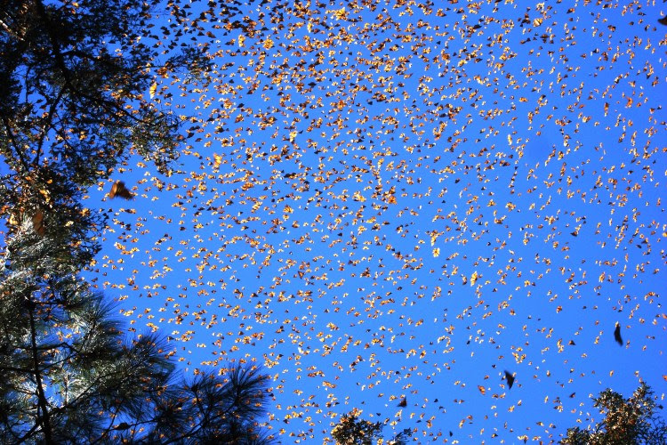 Monarch Kelebek Biyosfer Rezervi Monarch Kelebek Biyosfer Rezervi