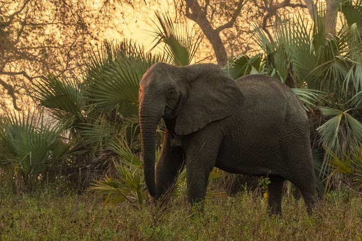 Une éléphant femelle sans défenses, ici photographiée dans une forêt du parc national de Gorongosa, a ...