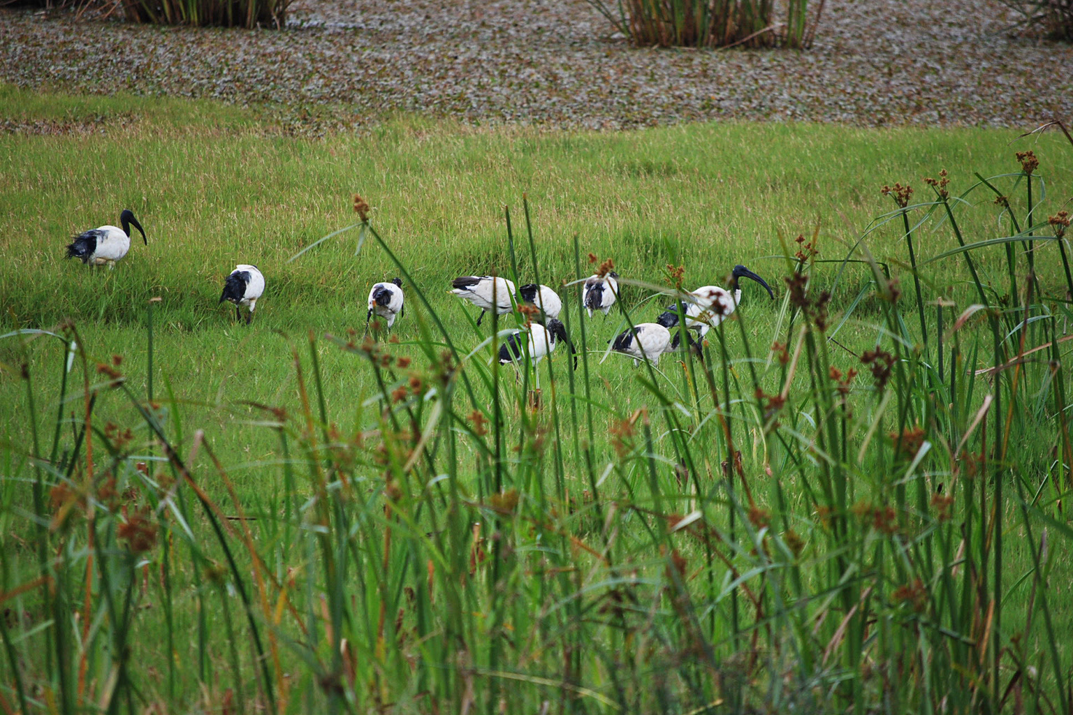 Black-headed ibises (Threskiornis melanocephalus) at a grassy section of Manguo wetland in 2009.