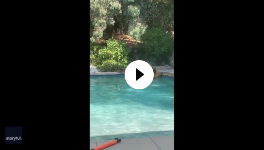 Watch this excited pup want to join bears playing in family pool