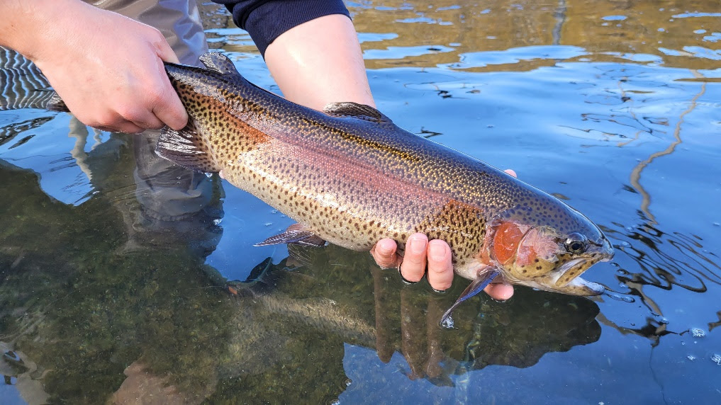 A person holding a fish in water

Description automatically generated with medium confidence