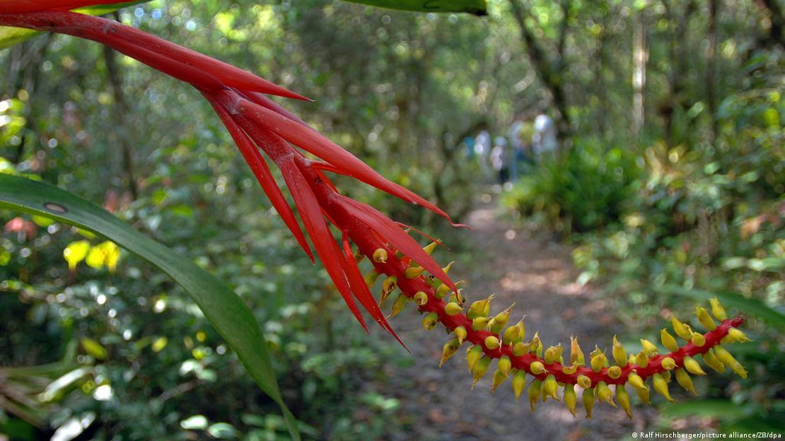 Flor na Mata Atlântica
