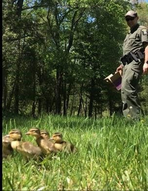 ECO guiding ducklings back to mother