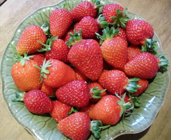 Tunnel grown strawberries Albion, Gento & Christine - 24.5.15 Tunnel grown strawberries Albion, Gento & Christine - 24.5.15