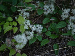 shendvel (in Konkani)