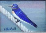 Swallow on Roap - Posted on Thursday, December 11, 2014 by Elaine Shortall