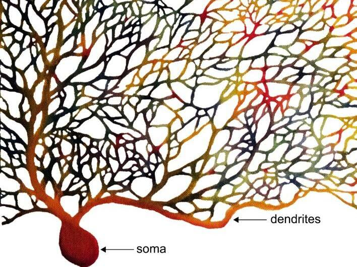 Dendritic computers: When 1 + 1 = 3