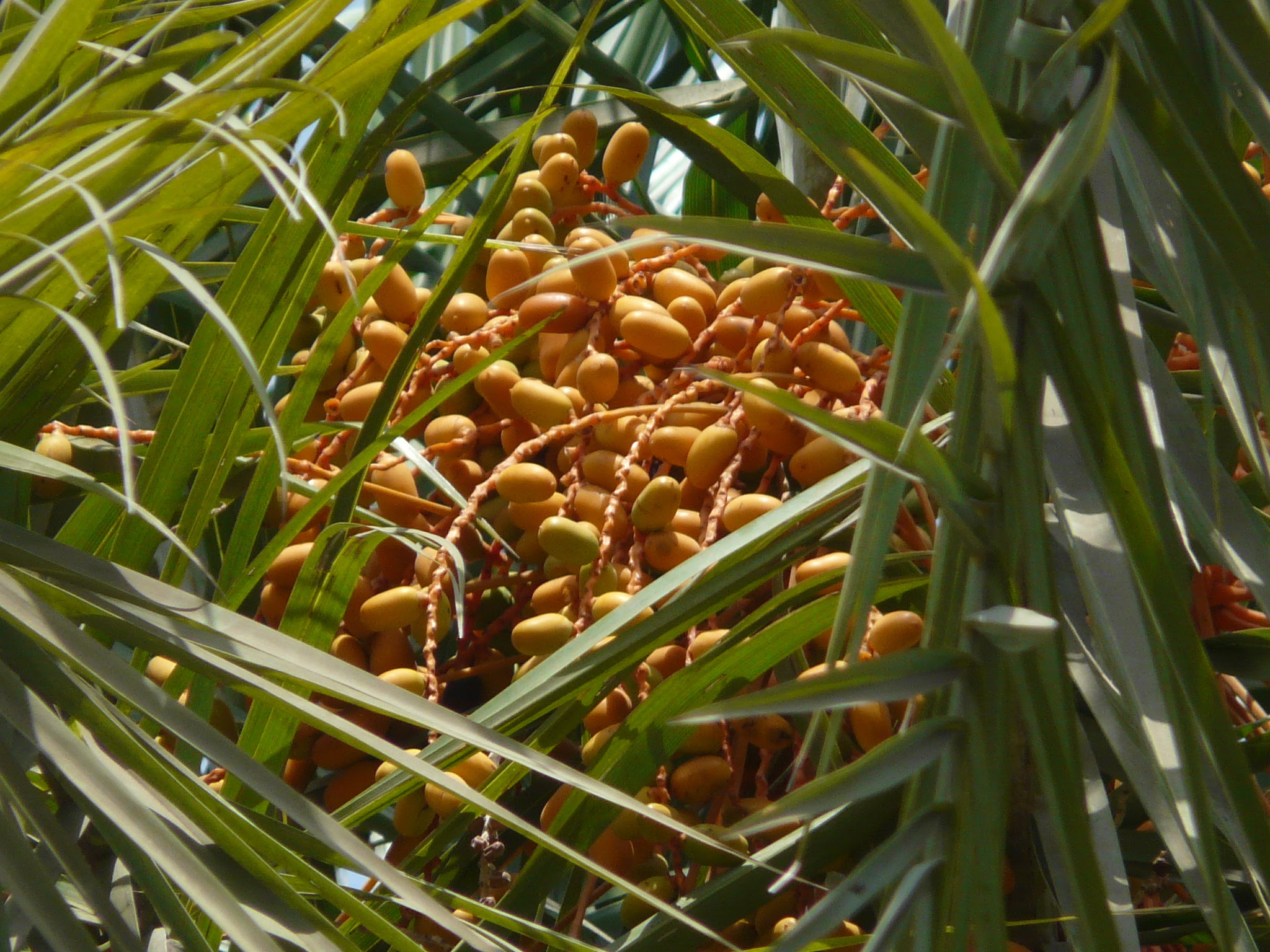 Phoenix sylvestris (L.) Roxb.