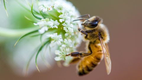 The USDA has offered the first conditional license for a vaccine for honeybees, intended to protect hives against American foulbrood disease.