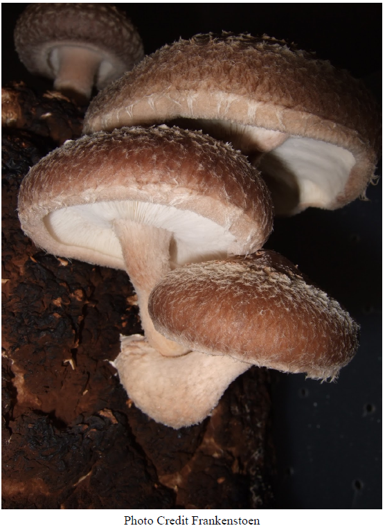 5 Medicinal Mushrooms That Help Heal the Human Body and the Ecosystem Jmmm4