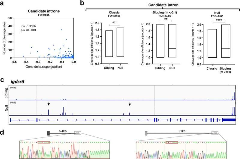 Researchers reveal a new ALS hallmark, shedding light on a likely trigger of neurodegeneration