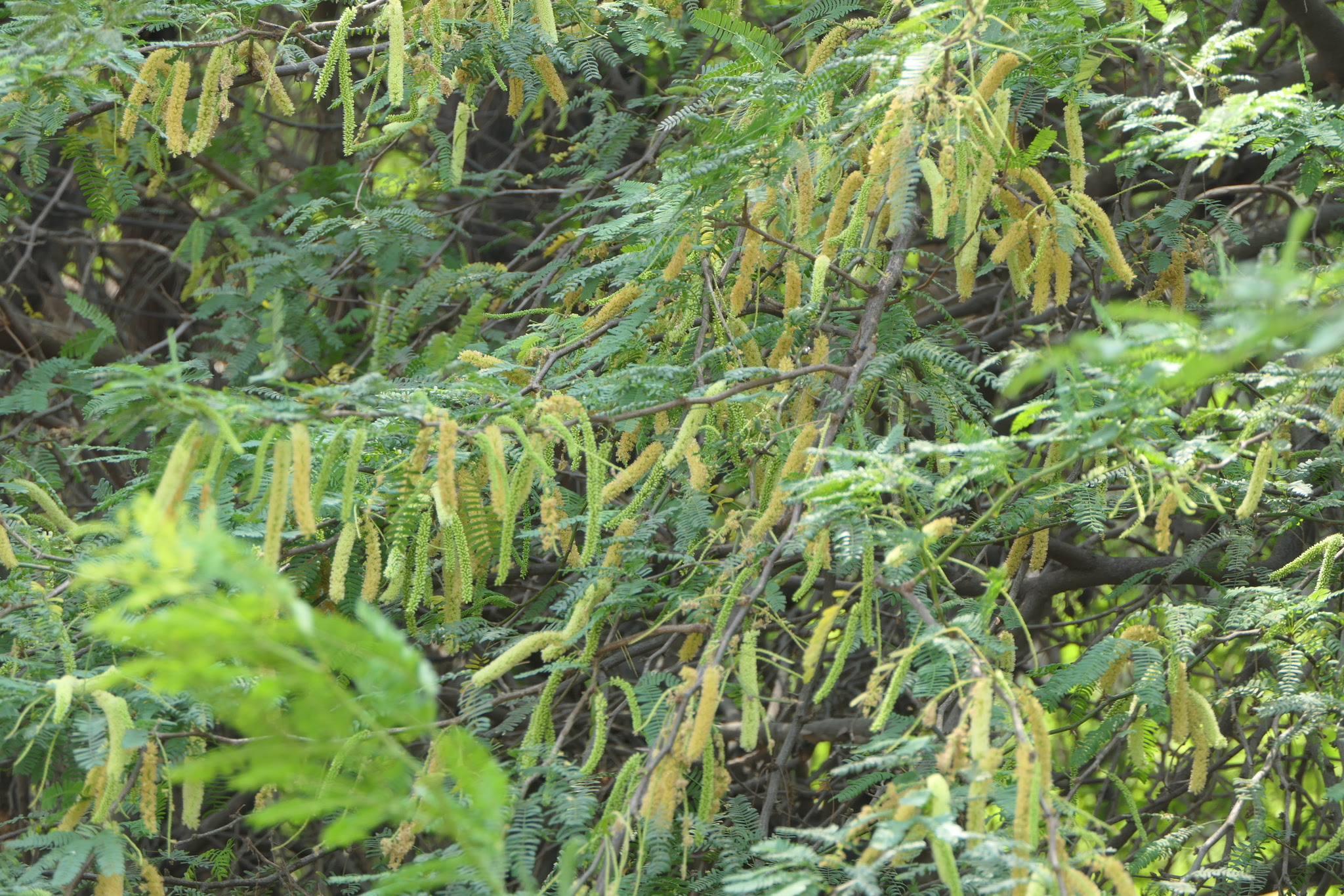 Prosopis juliflora (Sw.) DC.