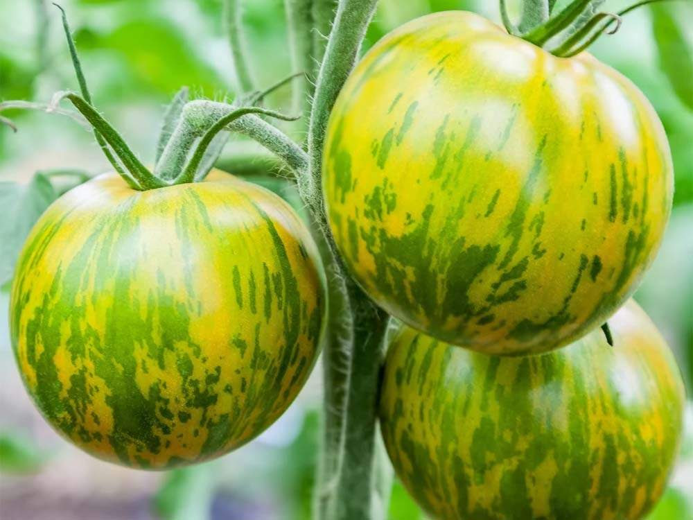Zöld Zebra paradicsom mag 5 db. - Kertlap Kertészeti Webáruház