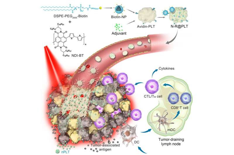 Scientists develop new platelet-based formulation for combination anticancer therapy