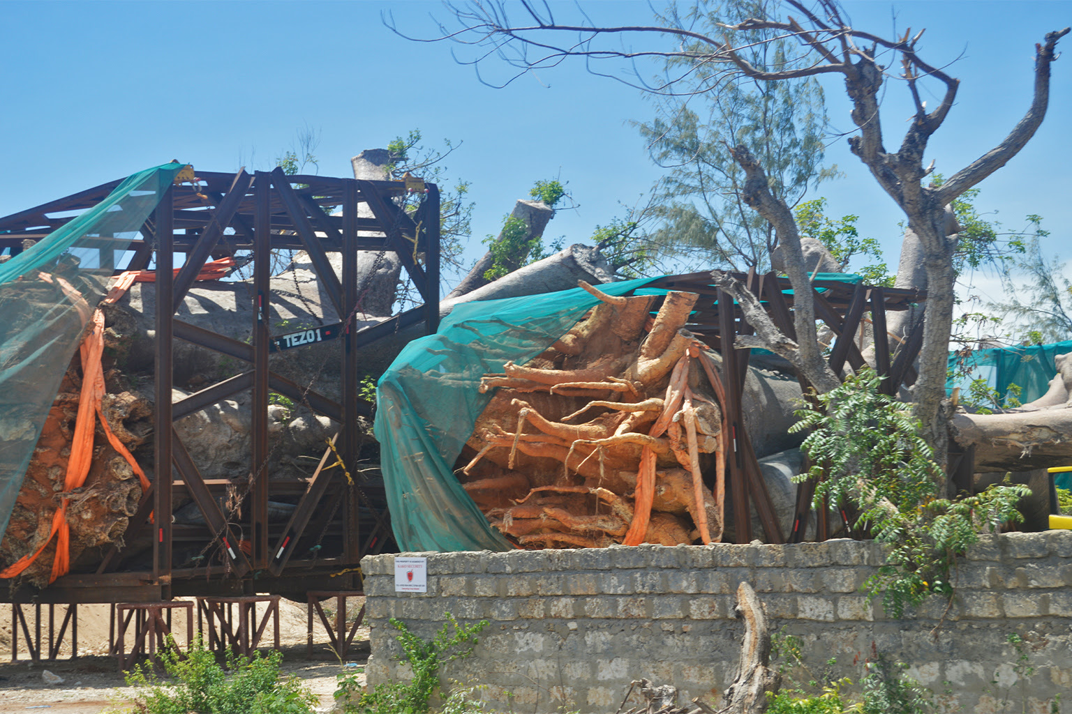 Some of the uprooted trees are stored at a yard near Bofa beach.