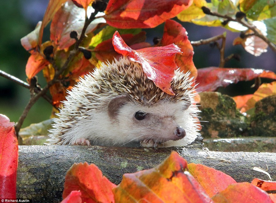 Fall hedgehog