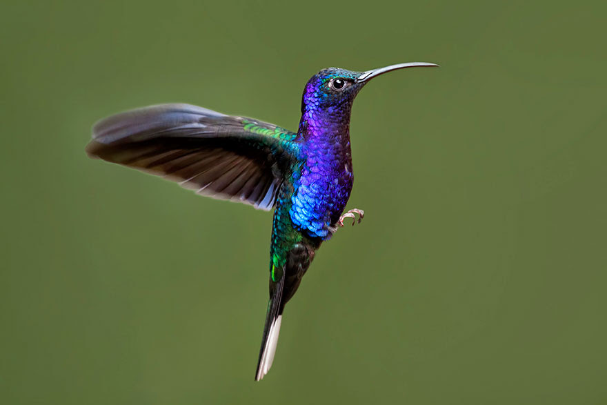 BREATH-TAKING HUMMINGBIRD CLOSE-UPS Cute-beautiful-hummingbird-photography-9