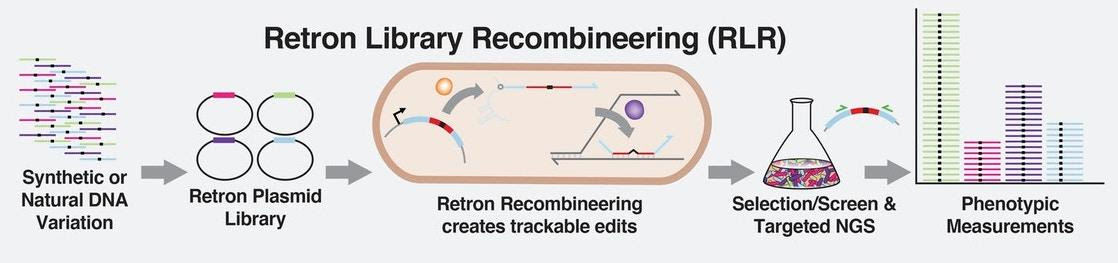 Retron Library Recombineering (RLR) could speed up lab experiments on genetic mutations in bacteria