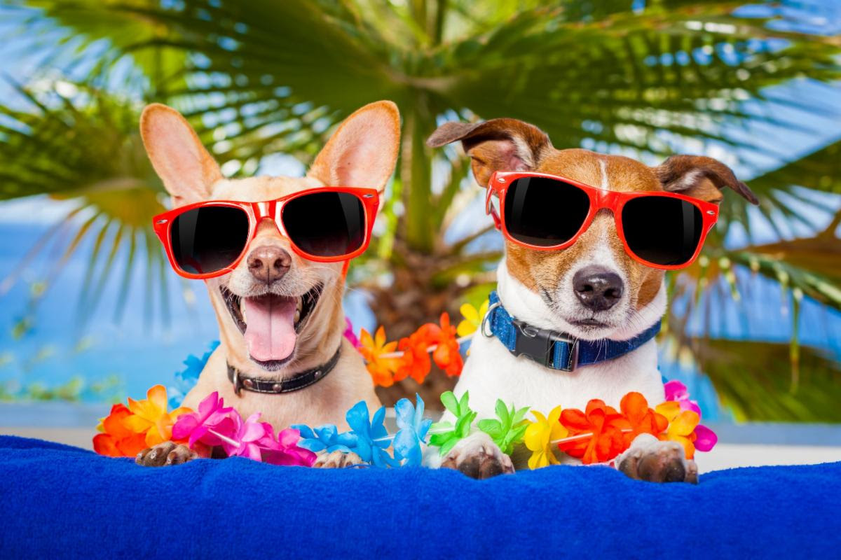 Dogs-in-Sunglasses.jpg