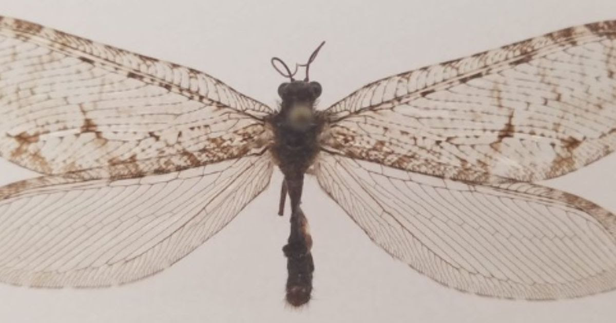 Arkansas Student Catches Strange Bug - Years Later He's Showing It Off and Goes Silent