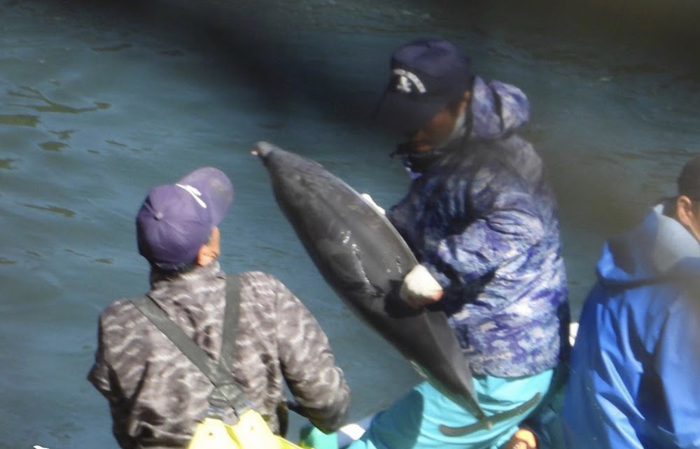 A young dolphin calf is grabbed by a hunter, then thrown on a skiff prior to slaughter, Taiji, Japan. Credit: DolphinProject.com