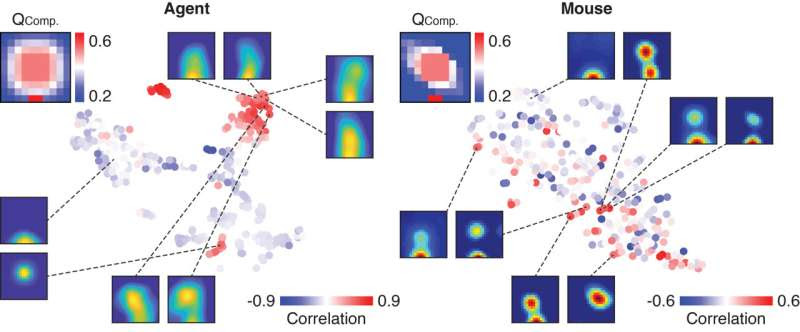 Study unveils similarities in the activity patterns of artificial agents and the brain