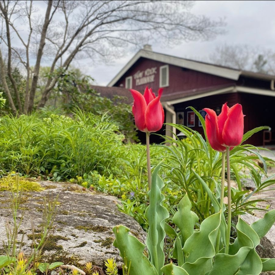Pink flowers with Flat Rock
                  Playhouse in background