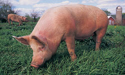swine on farm