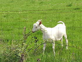 goat eating blackberry vine through a fence