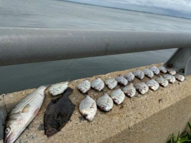 several fish lined up on a concrete guard rail overlooking water