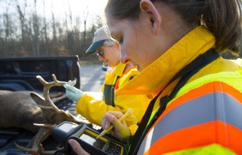 A DNR Wildlife worker notes data at a deer check station.