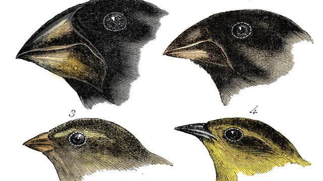 Dessin de quatre espèces de pinsons observés par Darwin aux îles Galápagos