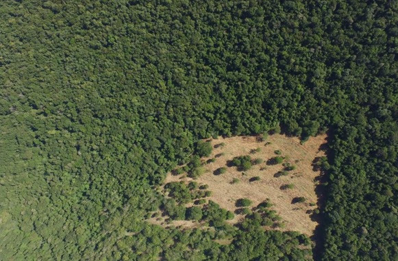 Mater Natura realiza restauração florestal no Parque Nacional do Iguaçu