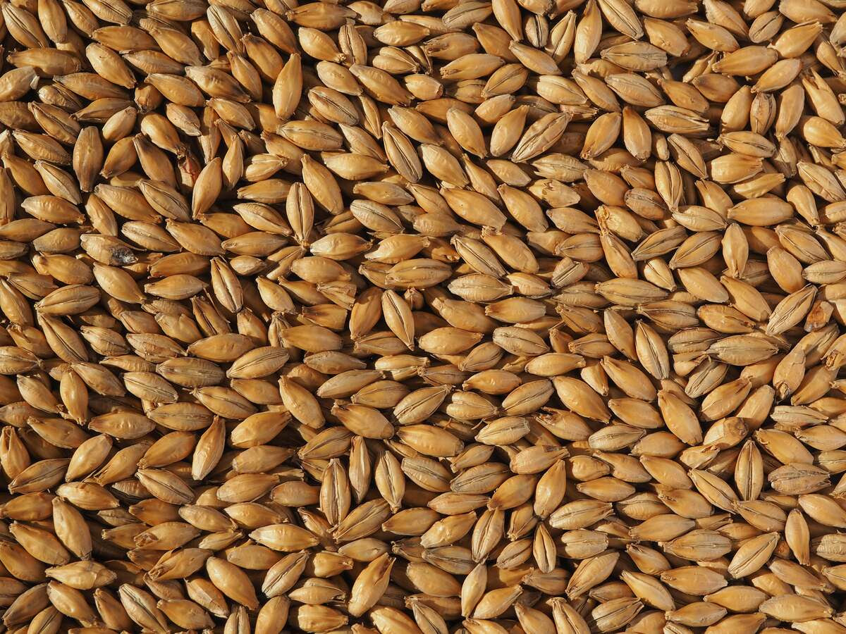 Crisp Best Ale Malt